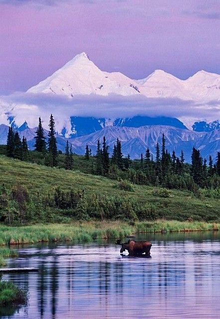 Cruises, Amazing Nature, Scuba Diving, Alaskan Malamute Puppies, Denali National Park, Alam Yang Indah, Pretty Places, Snorkeling, Dream Vacations