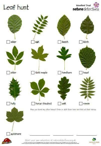 Leaf Chart Tree Leaf Identification, Printable Tree, Leaf Identification, Maluchy Montessori, Forest School Activities, Tree Id, Tree Identification, Tree Study, Nature School