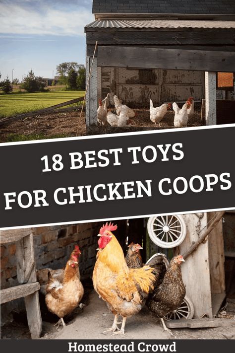 Dive into our guide for the best toys for chicken coops, featuring 18 homemade and store-bought options to boost your flock's health and happiness. Silkie Chickens Coop, Chicken Coops Homemade, Backyard Chickens Diy, Chicken Coop Garden, Small Chicken Coops, Backyard Chicken Coop Plans, Chicken Toys, Diy Chicken Coop Plans, Backyard Chicken Farming