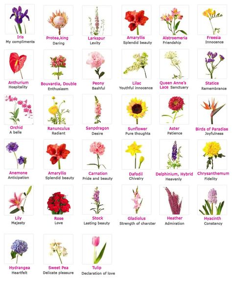 Flowers, Their Meanings, And Which Ones NOT To Give Your Valentine Jasmine Flower Meaning, Flower Language Alphabet Tiktok, Types Of Flowers And Meanings, Different Flowers And Their Meanings, Flower Charts, Flowers Language, Flowers Meanings, Flowers And Their Meanings, Meaningful Flowers