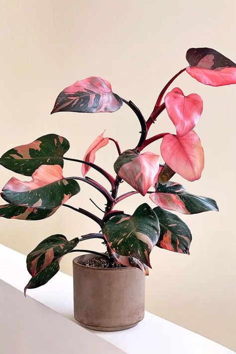 Rare variegated houseplant Philodendron Pink Princess is a favorite in the plant world on Thursd House Plant Photography, Colorful House Plants, Trailing Plants Indoor, Princess Philodendron, Vine Plants, Philodendron Pink Princess, Tanaman Indoor, Plant Goals, نباتات منزلية