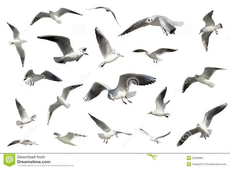 Seagulls Flying, Flying Birds, Model Drawing, White Bird, Plant Illustration, Bird Drawings, Sea Birds, Water Painting, Birds Flying