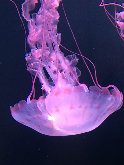 Jellyfish Purple Aesthetic, Purple Sea Animals, Jellyfish Reference Photo, Pink Jellyfish Aesthetic, Purple Jellyfish Wallpaper, Phantom Jellyfish, Purple Jelly Fish, Jellyfish Core, Pink Jellyfish Wallpaper