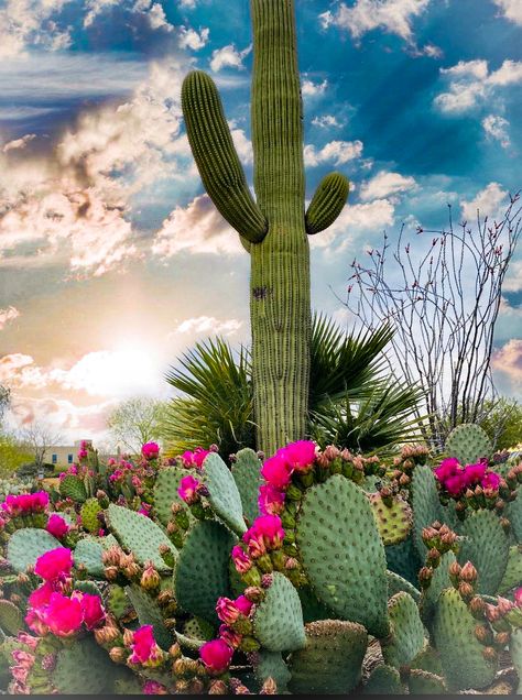 Desert Landscaping Ideas, Cactus Paintings, Cactus Pictures, Low Water Gardening, Desert Environment, Cactus Painting, Gravel Garden, Desert Flowers, Desert Garden