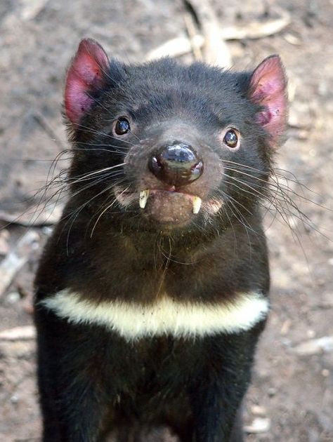 Pin on Nature Tumblr, Animals, Tasmanian Devil, Discover Yourself, Good Things