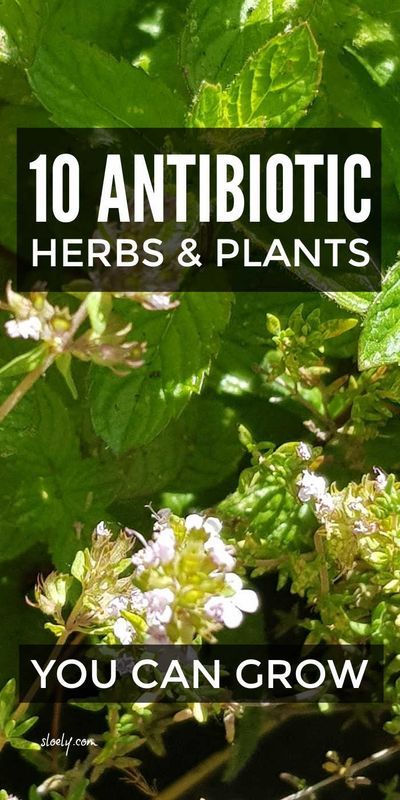 Antibiotic Herbs, Tooth Ache, Natural Antibiotic, Medicinal Herbs Garden, Herbal Remedies Recipes, Medical Herbs, Edible Wild Plants, Herbal Plants, Herbal Recipes