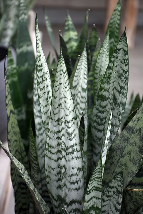 Snake Plant (Sansevieria trifasciata) at Longfellow's Greenhouses Greenhouses, Waterville Maine, Mother In Law Tongue, Winter Outdoors, Sansevieria Trifasciata, Plant Guide, Soil Ph, Growing Indoors, Snake Plant