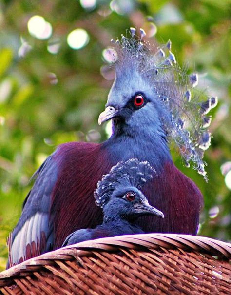 Royal 'Victoria Crown Pigeon' Victoria Crowned Pigeon, Crowned Pigeon, Rare Birds, Nature Birds, All Birds, Exotic Birds, Bird Pictures, Pretty Birds, Wildlife Animals