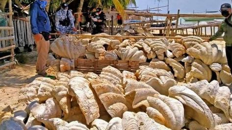 Giant clam shells worth $25m seized in Philippines Endangered Species, Amsterdam Restaurant, Giant Clam Shell, Giant Clam, Marine Algae, Clam Shells, Marine Ecosystem, Clam Shell, Food Source