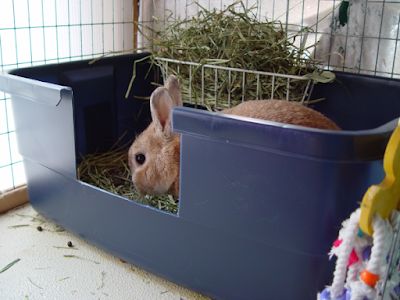 Ten Most Useful And Easy Life Hacks For Every Rabbit Owner Litter Training Rabbits, Bunny Litter Box, Indoor Rabbit Cage, Rabbit Litter Box, Rabbit Litter, Rabbit Enclosure, Rabbit Habitat, Pet Rabbit Care, Giant Rabbit