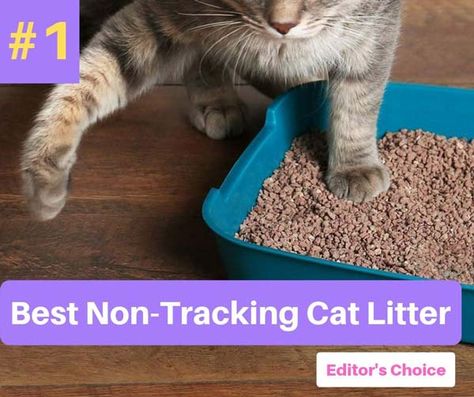 4 Best Non Tracking Cat Litter [2020 UPDATED] - Catthink Amigurumi Patterns, Natural Cat Litter, Coffee Scent, Litter Tracking, Best Cat Litter, Tidy Cats, Cat Pad, Kitty Litter, Pumpkin Dog Treats