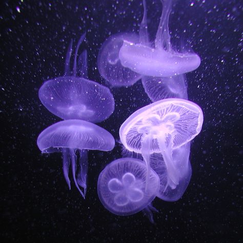 Jellyfish Jellyfish Photography, Purple Aesthetic Background, Dark Purple Wallpaper, Violet Aesthetic, Jellyfish Art, Purple Vibe, Lavender Aesthetic, Dark Purple Aesthetic, Purple Themes