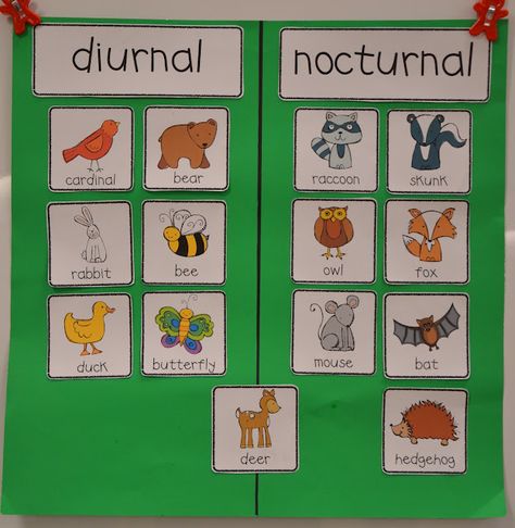 A Place Called Kindergarten: nocturnal animals or day and night activity. SL WEEK 1 (Night Animals) there is a link to this chart if you click on the picture when you get to the site. Nocturnal Animals Kindergarten, Nocturnal Animals Preschool, Nocturnal Animals Activities, Diurnal Animals, Animals Preschool, Animal Lessons, October Ideas, Fall Kindergarten, Nocturnal Animals