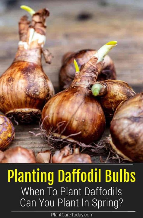 How To Plant Bulbs In Spring, Planting Daffodil Bulbs In Pots, Planting Narcissus Bulbs, Daffodil Bulbs Planting, Planting Daffodils In Spring, Growing Daffodils In Pots, How To Plant Daffodils, When To Plant Bulbs For Spring, How To Grow Daffodils