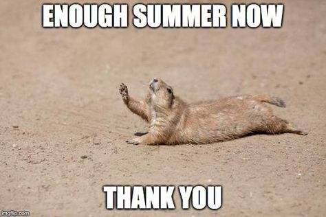 16 Animals Who Are Having Trouble Dealing With The Heat Wave (Memes) Humour, Hot Weather Humor, Weather Memes, California Drought, Prairie Dog, Hot Weather, Canvas Home, Cat Memes, Ebern Designs