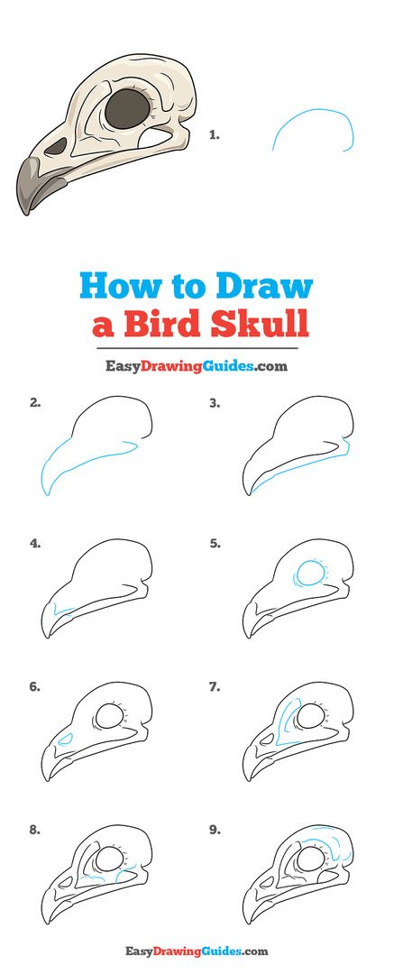 Bird Skull Drawing Lesson. Free Online Drawing Tutorial for Kids. Get the Free Printable Step by Step Drawing Instructions on https://easydrawingguides.com/how-to-draw-a-bird-skull/ . #Bird #Skull #LearnToDraw #ArtProject Croquis, Skull Drawing Step By Step, Skull Drawing Tutorial, Bird Skull Drawing, Animal Skull Drawing, Skull Drawing Sketches, Easy Skull Drawings, Draw A Bird, Skull Sketch