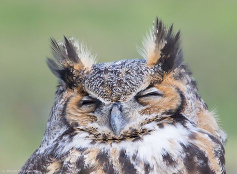 Great Horned Owl Painting, Great Horned Owls, Great Horned Owl Aesthetic, Great Horned Owl Wings, Great Horned Owl Photography, Owl Fursona, Sylvie Core, Bird Expressions, Stygian Owl