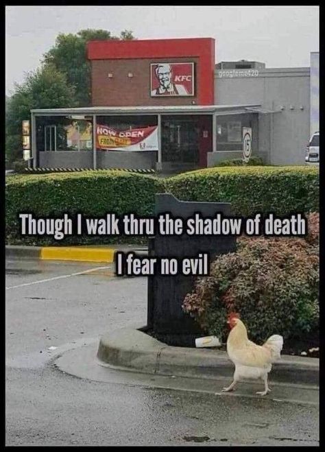 Brave | Kentucky Fried Chicken (KFC) | Know Your Meme Animal Jokes, Laughing Funny, Christian Jokes, 9gag Funny, Funny Vines, Funny Animal Jokes, Memes Humor, Funny Animal Memes, Komik Internet Fenomenleri