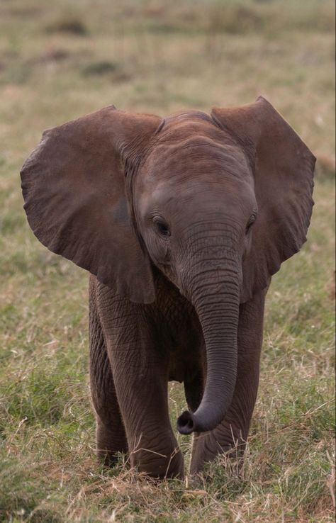 Elephant Photos Photography, Beautiful Animals Photography Wildlife, Cute Elephant Wallpaper, Elephant Reference, Pictures Of Elephants, Cute Elephant Pictures, Elephant Aesthetic, Elephants Wallpaper, Baby Elephant Art