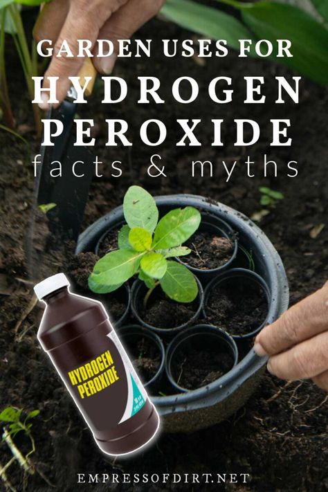 A bottle of hydrogen peroxide and plant in a pot in the garden. Seed Sprouting, Clean Garden Tools, Food Grade Hydrogen Peroxide, Peroxide Uses, Hydrogen Peroxide Uses, Plant Bugs, Seed Germination, Healthy Garden, Soil Improvement