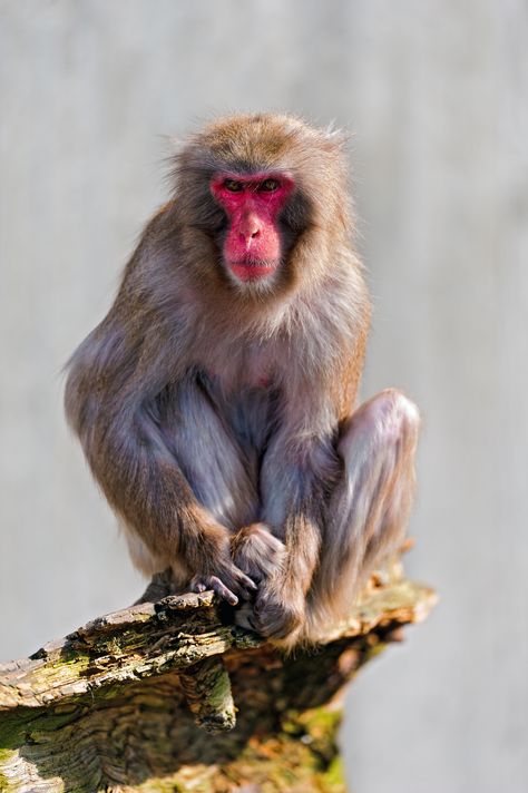A Japanese (red headed) macaque sitting at the end of a stone and looking towards me. Croquis, Japanese Monkey Art, Monkey Pose Reference, Monkey Reference, Monkey Photography, Monkey Pose, Japanese Monkey, Macaque Monkey, Japanese Macaque