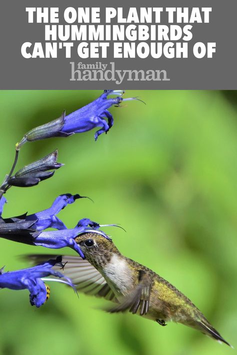 Hummingbird Plants Perennials, Hummingbird Garden Flowers, Blue Salvia, Backyard Birds Watching, Backyard Birds Sanctuary, Attracting Butterflies, Flowers That Attract Hummingbirds, Hummingbird Food, Hummingbird Nectar