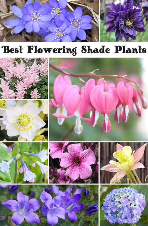 Best Flowering Shade Plants, a wide varitie of gorgeous flowers that bring color to the shady part of your garden.  Some are dual purpose and can grow in sun as well. Flowering Shade Plants, Shade Garden Plants, Shade Flowers, Shade Perennials, Have Inspiration, Gorgeous Flowers, Garden Yard Ideas, Shade Plants, Garden Cottage