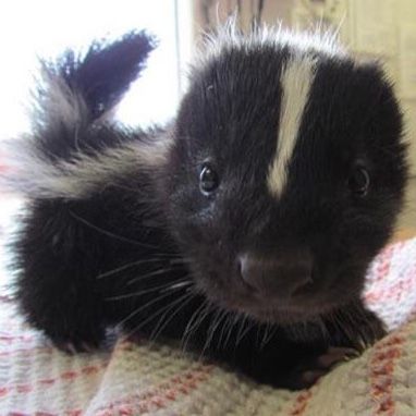 Baby Skunk, The Land, On Twitter, Twitter