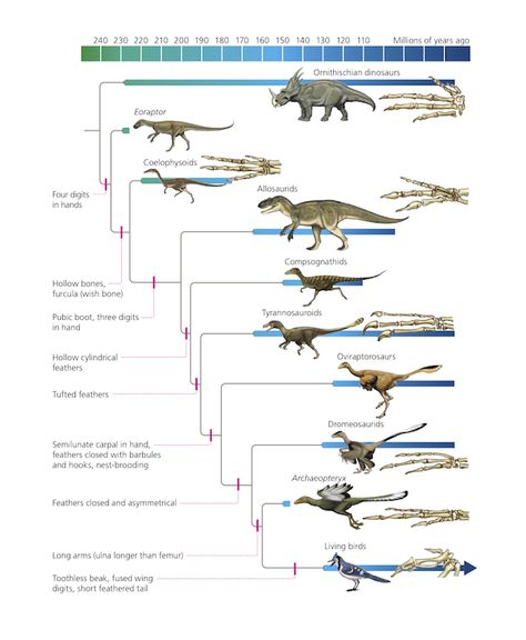 Dendrogram showing the evolution of dinosaurs into birds, by Carl Zimmer Zoology, Amphibians, Modern Birds, Extinct Animals, Prehistoric Creatures, Prehistoric Animals, Large Animals, Animals Of The World, Science And Nature