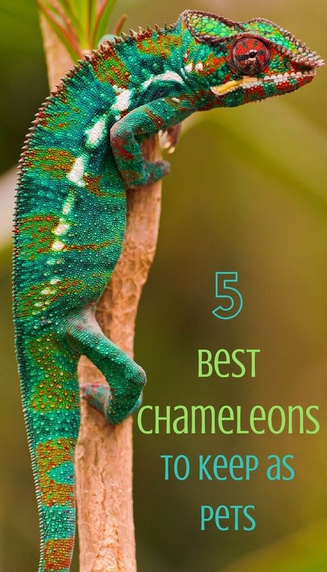 5 of the Best Chameleons to Keep as Pets - PBS Pet Travel Nature, Camilian Lizard, Chameleon Enclosure Ideas, Chameleon Enclosure, Pet Chameleon, Types Of Chameleons, Chameleon Care, Cute Animal Character, Pet Reptiles