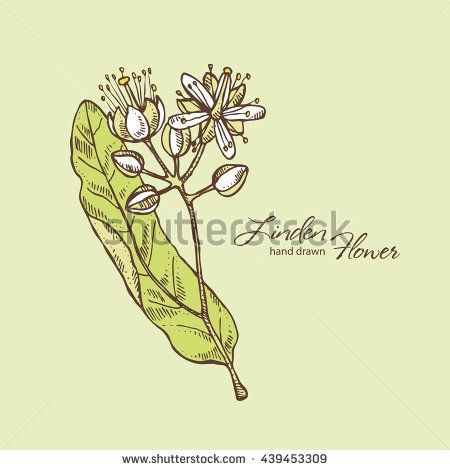 Hand Drawn, Linden Drawing, Linden Flower, Linden Blossom, Botanical Tattoos, Botanical Tattoo, Blossom Tattoo, Vector Background, Stock Vector