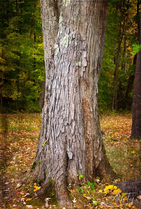 Nature, Tree Beground Hd, Background Images Trees, Tree Background For Editing, Tree Background Images, Beautiful Tree Drawing, Forest Guardian, Background Tree, Art For Walls