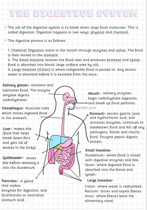 Science Human Body Notes, Revision Notes Biology Gcse, Biology Digestive System, Gastrointestinal System Notes, Digestive Enzymes Notes, Gcse Notes Biology, Digestive System Notes Anatomy, Science Digestive System Notes, Biology Digestion Notes