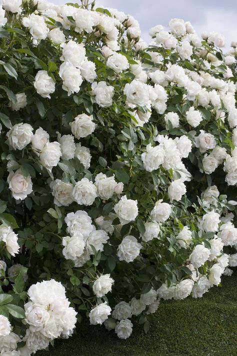 Looking for an improved, more disease-resistant landscape rose that blooms and blooms with dense, pure-white flowers on a compact shrub? Icecap™ Rose is for you! Mass or pot-up. Full sun. Fast, reaches up to 3 ft. tall and wide. Zone: 5 – 9 Fast Growing Shrubs, Landscaping With Roses, Meteor Garden 2018, Shrub Roses, Garden Shrubs, Moon Garden, Starting A Garden, Hybrid Tea Roses, Flowering Shrubs