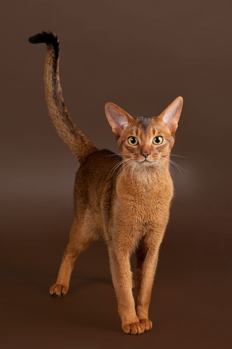 Sphynx, Abyssinian Kittens, Popular Cat Breeds, Cats With Big Eyes, Abyssinian Cats, Photo Chat, Abyssinian, Domestic Cat, Cat Care