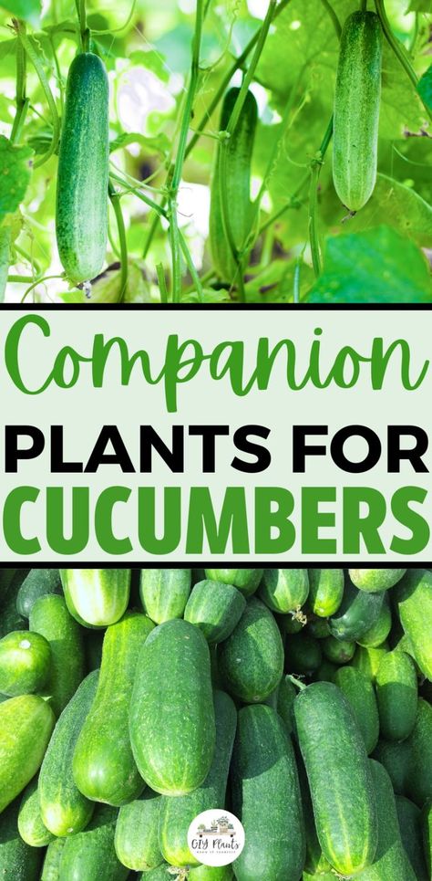 Cucumber companion plants Planting Green Beans, Green Beans Garden, Cucumber Companion Plants, Bean Garden, Bean Trellis, Cucumber Gardening, Growing Corn, Pea Plant, Cucumber Trellis