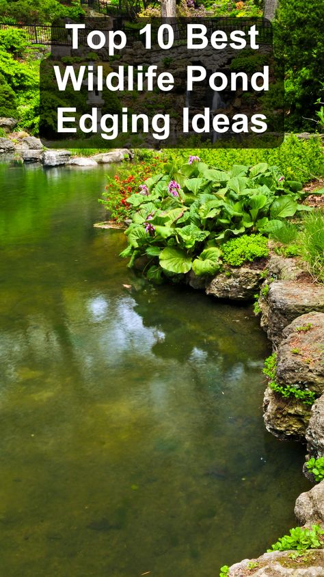 Create a beautiful and functional pond with the top 10 best wildlife pond edging ideas. Use natural materials like stones and plants to design an edge that complements your garden and attracts wildlife. These wildlife pond edging tips will enhance the aesthetics of your pond while providing a safe habitat for animals. Transform your outdoor space into a thriving ecosystem with these ideas. Pond Decking Ideas, Pond Shapes Ideas, Fish Pond Ideas Outdoors, Bath Pond Ideas, Wildlife Garden Pond, Pond With Island In Middle, Garden Pond Ideas Waterfall, Pond In The Garden, Small Wildlife Pond Ideas Uk