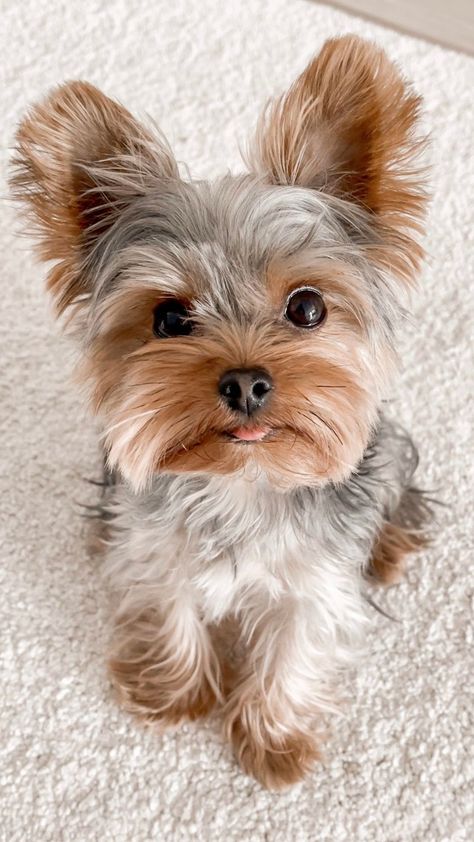 Dog Yorkie, Dog Tattoo Ideas, Puppy Sketch, Dog Aesthetic, Yorkie Puppies, Yorkie Terrier, Aesthetic Cute, Dog Wallpaper, Pet Costumes