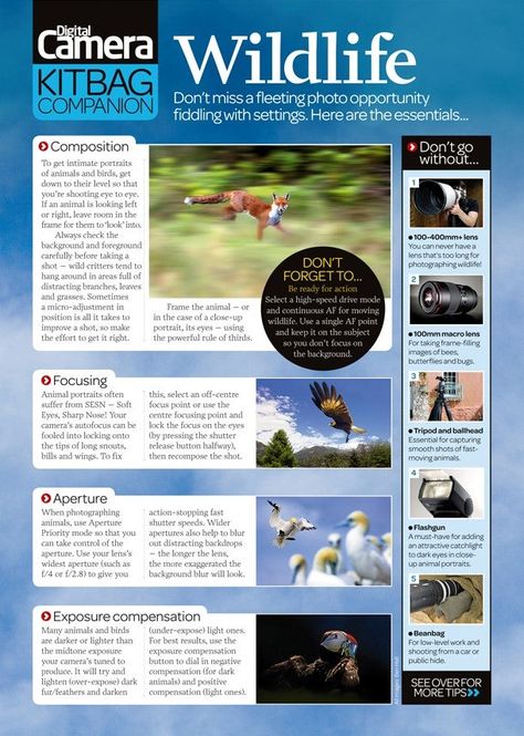 Photography Cheat Sheet: Essential Wildlife Photography Tips Amigurumi Patterns, Bird Photography Tips, Photography Cheat Sheets Nikon, Photography Cheat Sheets Canon, Macros Meal Plan, Macros Breakfast Ideas, Macros Breakfast, Wild Life Photography, Photography Cheat Sheet