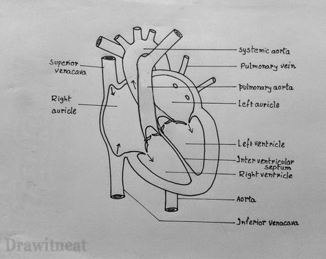 DRAW IT NEAT : How to draw internal structure of Human heart - Easy version Heart Structure Diagram, Structure Of Human Heart, Simple Heart Diagram, Heart Anatomy Drawing, Heart Pencil Drawing, Easy Heart Drawings, Human Heart Diagram, Human Heart Art, Biology Drawing