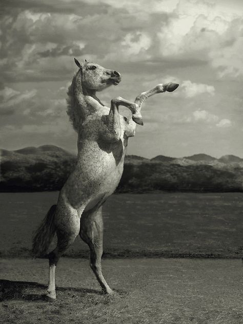 Photography by Wojtek Kwiatkowski Funny Horse Pictures, Horse Rearing, Beautiful Horses Photography, Photo Animaliere, Rasy Koni, Majestic Horse, Most Beautiful Animals, Funny Horse, All The Pretty Horses