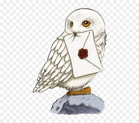 Owl Harry Potter Drawing, Harry Potter Owl Drawing, Harry Potter Infographic, Harry Potter Clipart, Drawing Transparent, Harry Pitter, Imprimibles Harry Potter Gratis, Harry Potter Sketch, Imprimibles Harry Potter