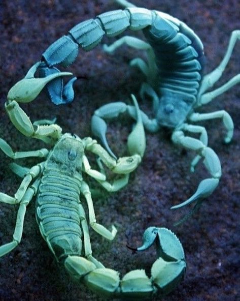 full of scorpions is my mind Ultraviolet Photography, Scorpion Tail, Amazing Insects, Green Animals, A Bug's Life, Arthropods, Creepy Crawlies, Arachnids, Bugs And Insects