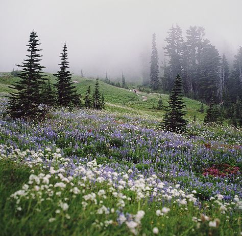 Mt Ranier the wildflower tapestry  Danielle Hughson Loki, 숲 사진, Belle Nature, Nature Aesthetic, Pretty Places, Green Aesthetic, Mother Earth, Beautiful World, Beautiful Landscapes