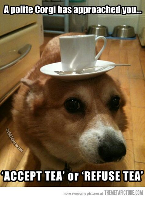 Dog can balance a tea cup on his head can anyone else do this? Humour, Funny Animal Pictures, Funny Dogs, Funny Dog Memes, Dog Memes, Animal Memes, Funny Cute, Tea Cup, Animals And Pets