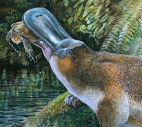 Obdurodon tharalkooschild--a giant, carnivorous extinct species of platypus, discovered in Australia (Nov 2013) Amphibians, Platypus, Reptiles, Prehistoric Wildlife, Small Turtles, Sharp Teeth, Australian Animals, Science News, Prehistoric Animals