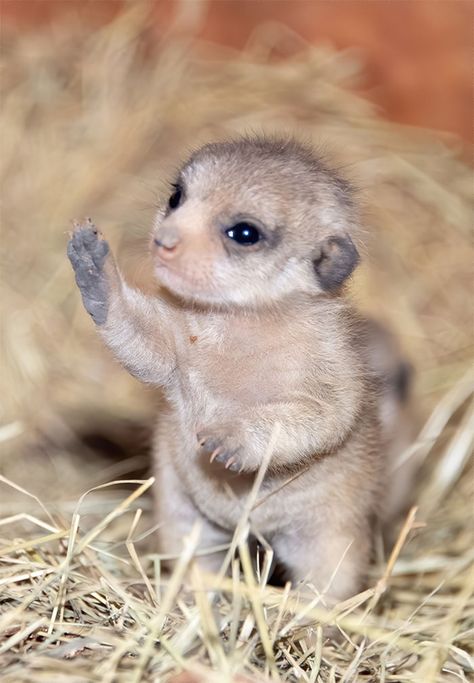 Miami Zoo Shares Meerkat Baby Photos And It’s Enough To Cheer Up Your Day (11 Pics) | Bored Panda Baby Meerkat, Baby Skunks, Baby Dolphins, Cute Ducklings, Cute Goats, Baby Squirrel, 귀여운 동물, Cuteness Overload, Cute Funny Animals