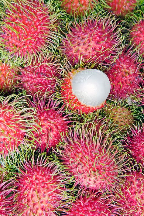 Weird Fruit, Growing Fruit Trees, Unique Fruit, Fruit Photography, Beautiful Fruits, Growing Fruit, Fruit Plants, Flowers Wallpaper, Exotic Fruit