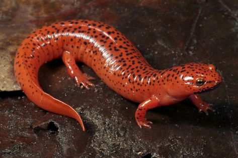 Salamander’s Hefty Role in the Forest - NYTimes.com Reptiles And Amphibians, Nature, Tree Frogs, Red Salamander, Air Tawar, Forest Habitat, Ikan Koi, Horned Owl, Newt