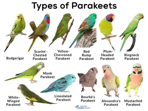 Parakeet birds as pet, care & cage information, life expectancy - how long do they live, training, parakeet sounds & talking video, images, price Plum Headed Parakeet, Baby Parakeets, Parakeet Colors, Talking Video, Budgies Parrot, Parakeet Care, Types Of Pet Birds, Parakeet Food, African Lovebirds